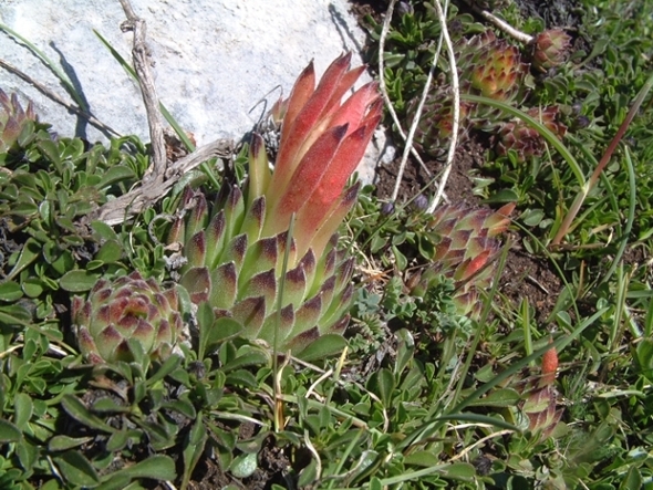 Sempervivum riccii (=Sempervivum italicum) / Semprevivo italico